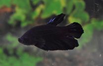 Betta splendens isane plakat halfmoon must