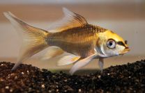 Cyprinus carpio ghost butterfly 4 - 7 cm