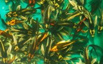Cyprinus carpio KABUTO butterfly 7 - 10 cm