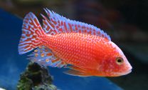 Aulonocara sp. firefish