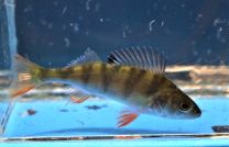 Perca fluviatilis - ahven 7 - 10 cm