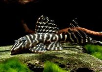 Hypancistrus sp. L129 - kloun sebra pleco