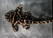 Hypancistrus sp. L129 - kloun sebra pleco