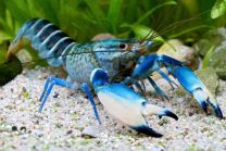 Cherax Blue Moon 