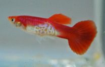 Poecilia reticulata snakeskin flamingo red
