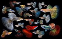 Poecilia reticulata triangle mix