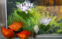 Poecilia sphenops - balloon molli mix