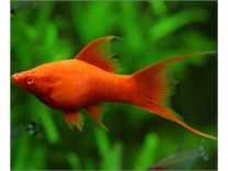 Xiphophorus helleri wien