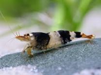 Caridina logemanni "bee" K2-K4