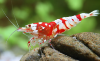 Caridina logemanni "flower" 