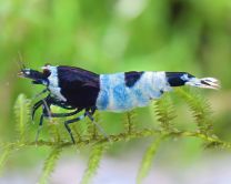 Caridina logemanni "panda blue" 
