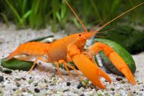 Cherax snowden "super orange"