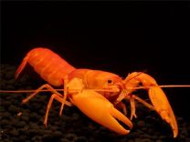 Cherax snowden "super orange"