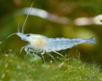 Neocaridina palmata white pearl