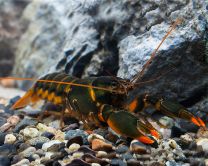 Cherax snowden "orange tip"