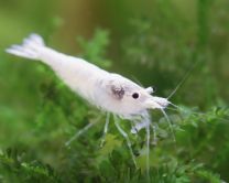 Neocaridina palmata snowstorm