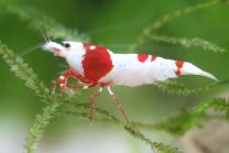 Caridina logemanni "crystal red" K8-K10
