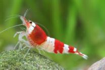 Caridina logemanni "crystal red" K2-K4