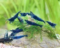 Neocaridina davidi “Sapphire”