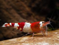 Caridina logemanni crystal red XL