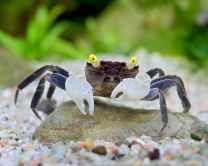 Geosesarma sp. "Yellow eye" 