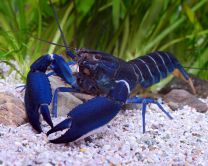 Cherax sp. "Blue Moon Type I" 