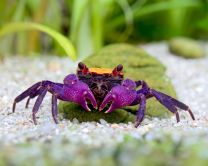 Geosesarma sp. "Orange black eye" 