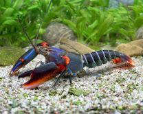 Cherax alyciae "blue kong red claw"