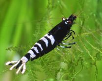 Caridina logemanni "pinto black zebra" 