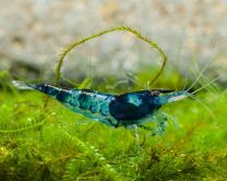 Neocaridina davidi Black&Blue Zebra