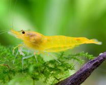 Caridina logemanni "yellow king-kong" 