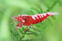 Caridina logemanni "galaxy red" 