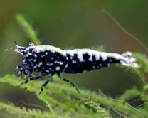 Caridina logemanni "galaxy black" 