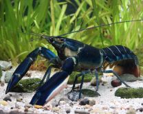 Cherax sp. "Creamy blue"