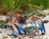 Cherax sp. "Blue sunset"