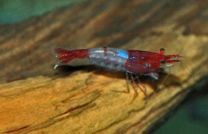 Neocaridina davidi punane rili