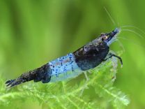 Neocaridina davidi rili blue 