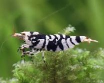 Caridina logemanni "fancy tiger black"