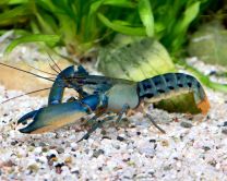 Cherax misolicus "misool mini"