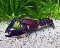 Cherax sp. "Amethyst blue purple" 