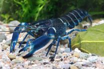 Cherax sp. "Amethyst blue" 