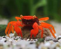 Geosesarma sp. "Blood devil"