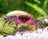 Geosesarma sp. "Ultra Purple Arm"