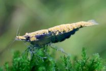 Neocaridina davidi  "Green Golden Top"