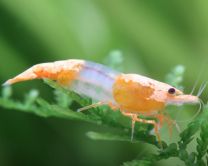 Neocaridina davidi "Orange Volcano"