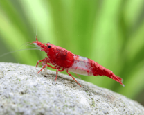 Neocaridina davidi "Rili sakura Volcano"