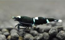 Caridina cantonensis black King Kong