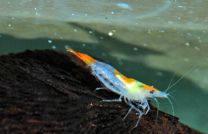 Neocaridina heteropoda orange tail