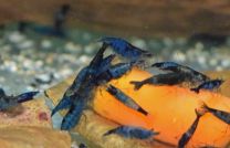 Neocaridina heteropoda sinine Rili