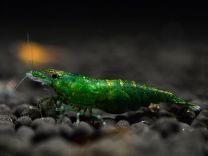 Caridina babaulti green